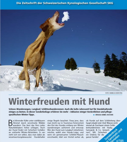 winterfreuden-mit-hund.jpg